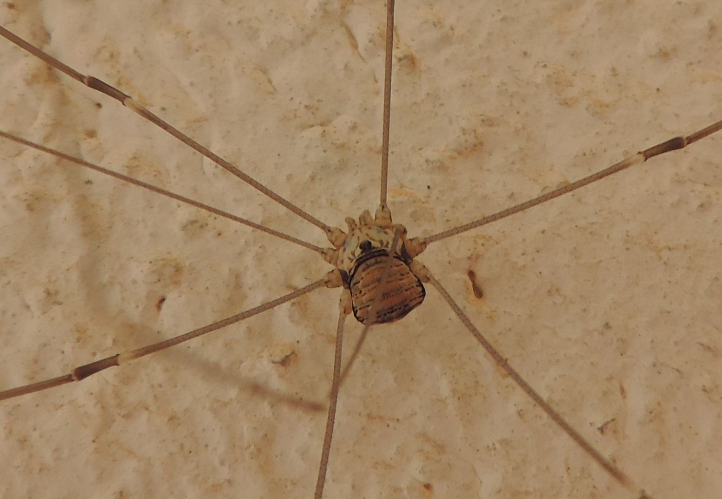 Leiobunum limbatum e L. roseum - Sclerosomatidae