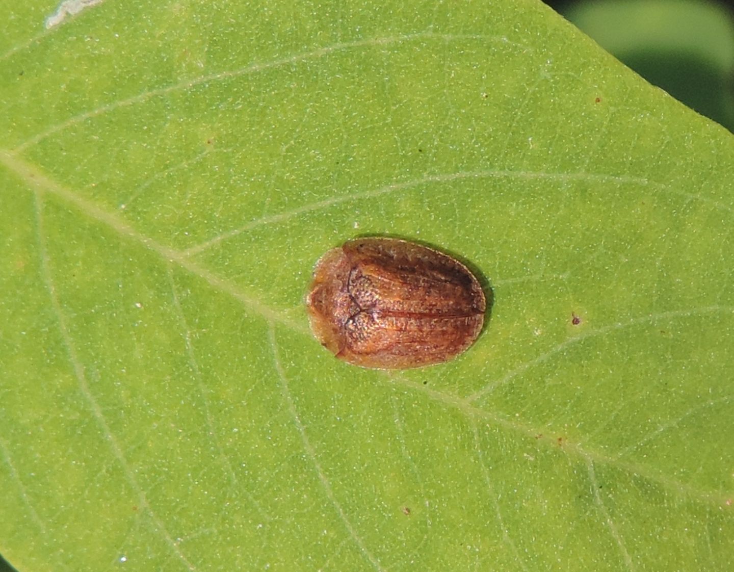 Hypocassida subferruginea?