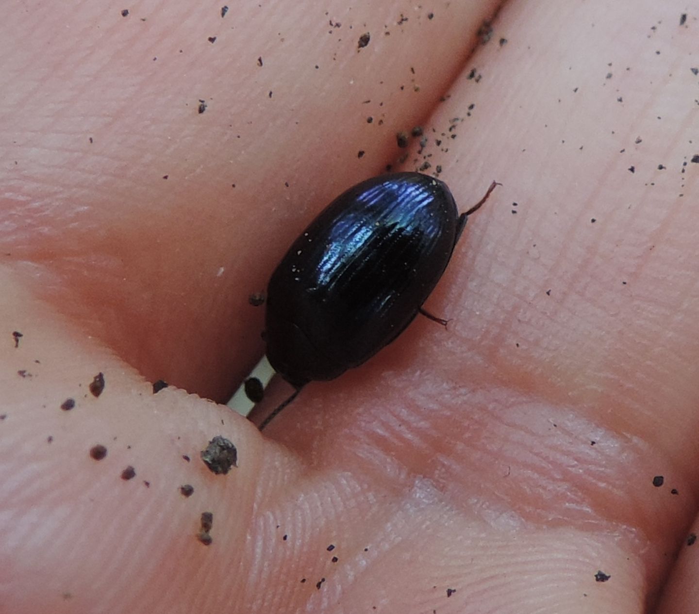 Tenebrionidae: Platydema violaceum? S.