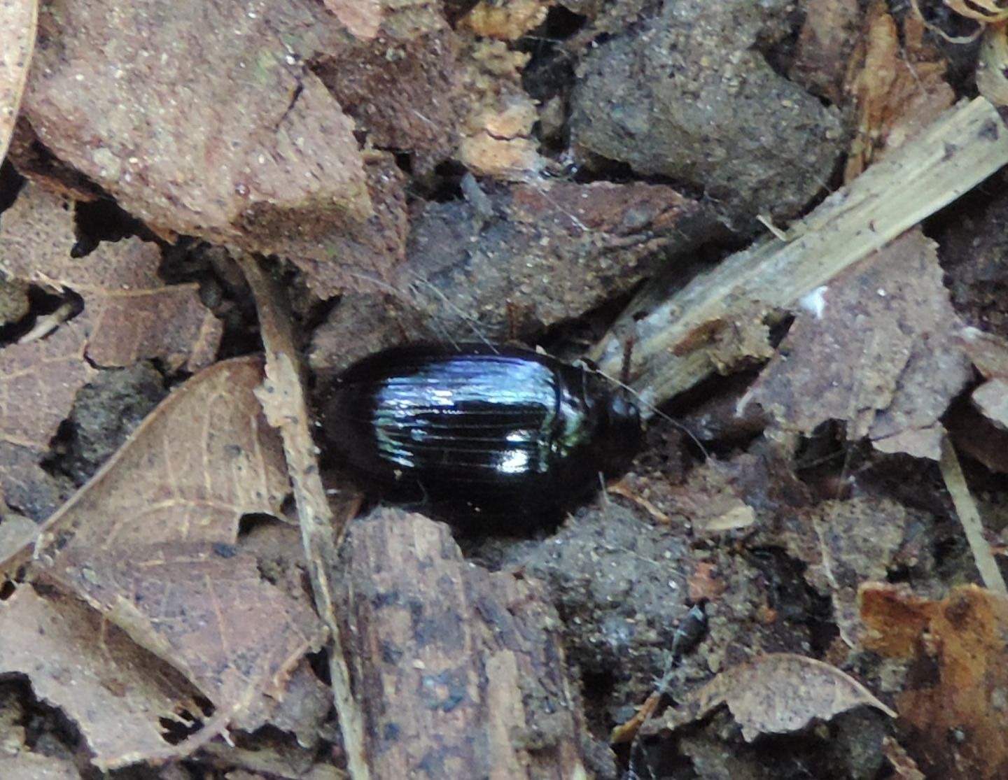 Tenebrionidae: Platydema violaceum? S.