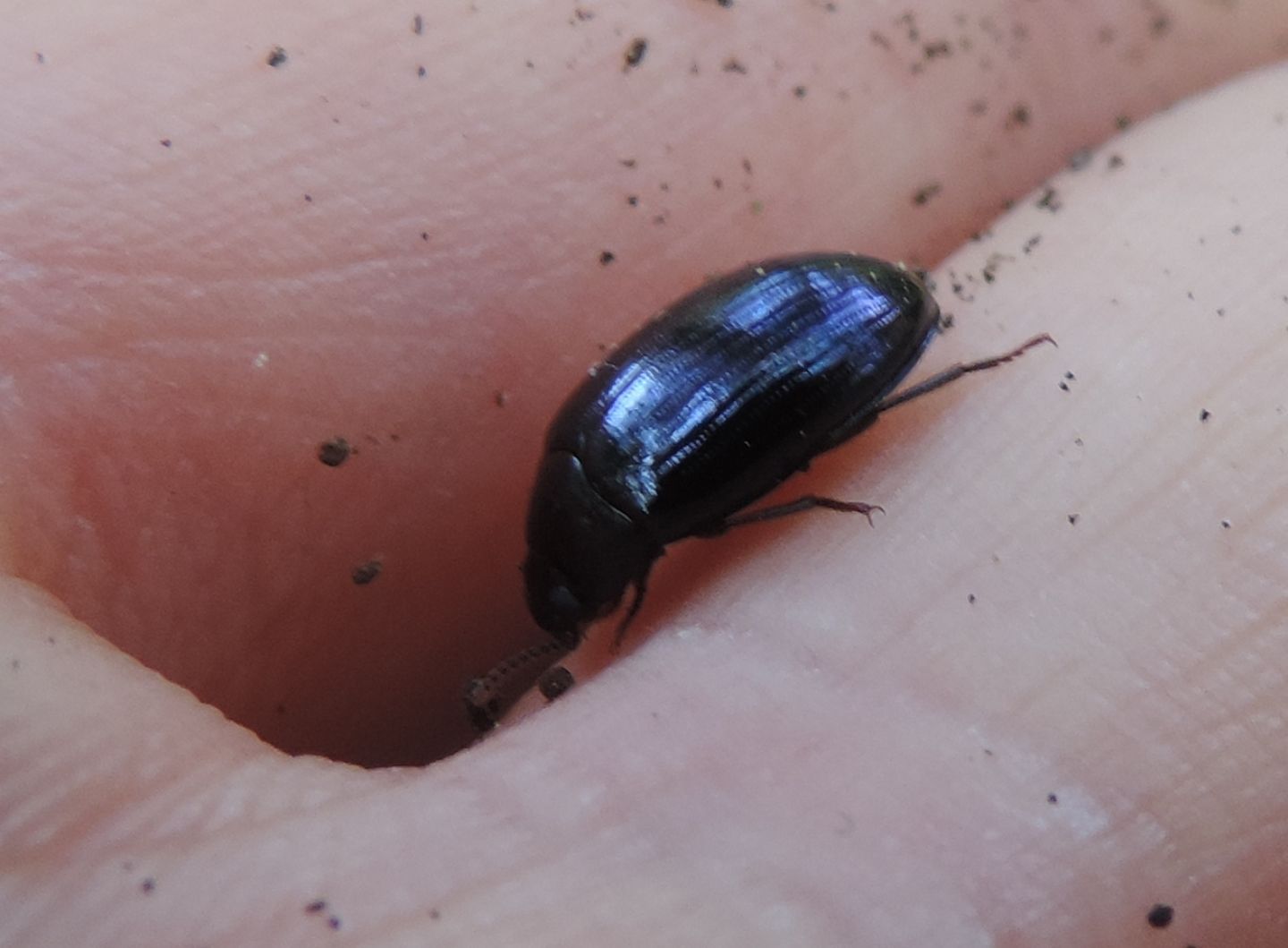 Tenebrionidae: Platydema violaceum? S.