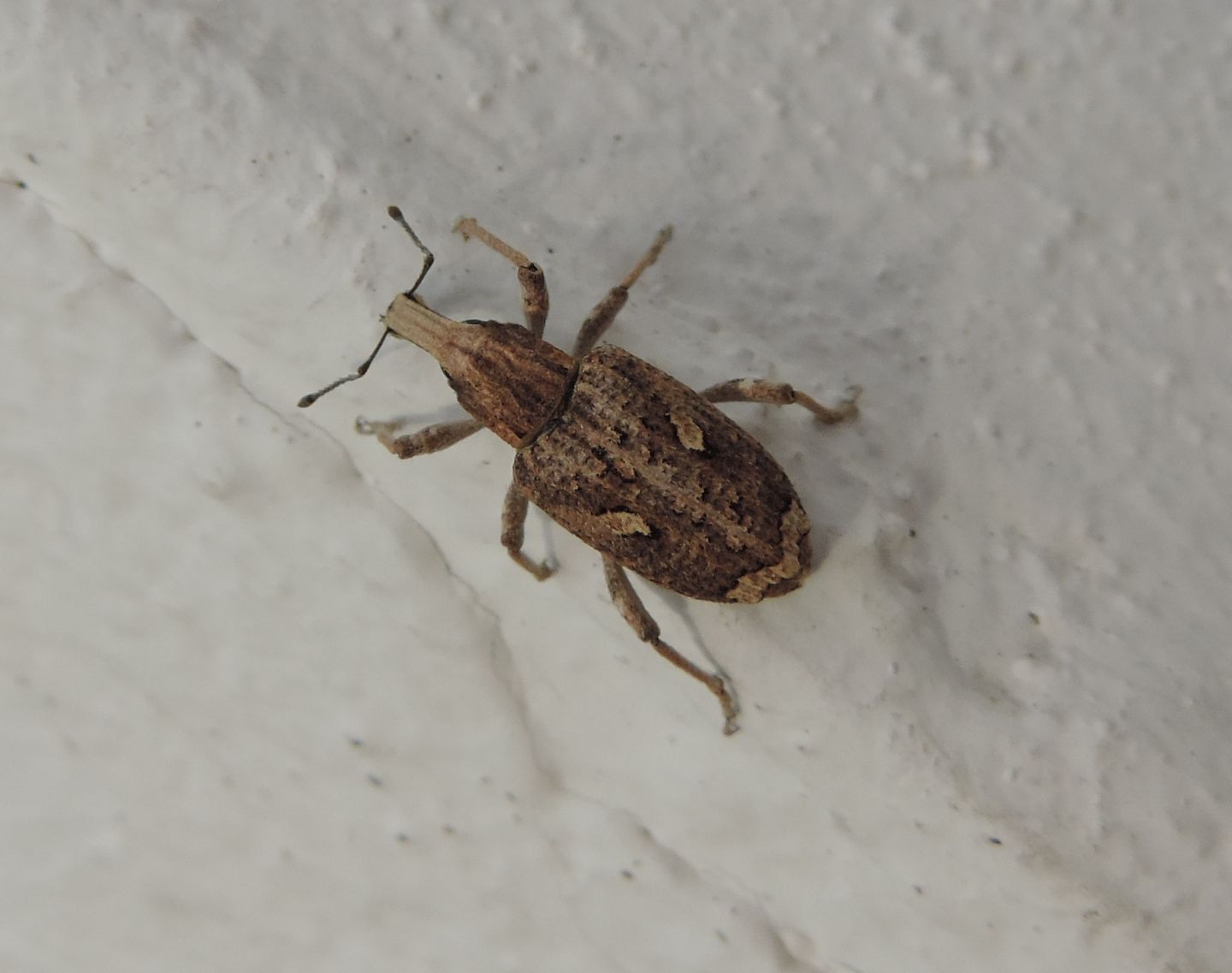 Curculionidae: Rhytideres plicatus? S.