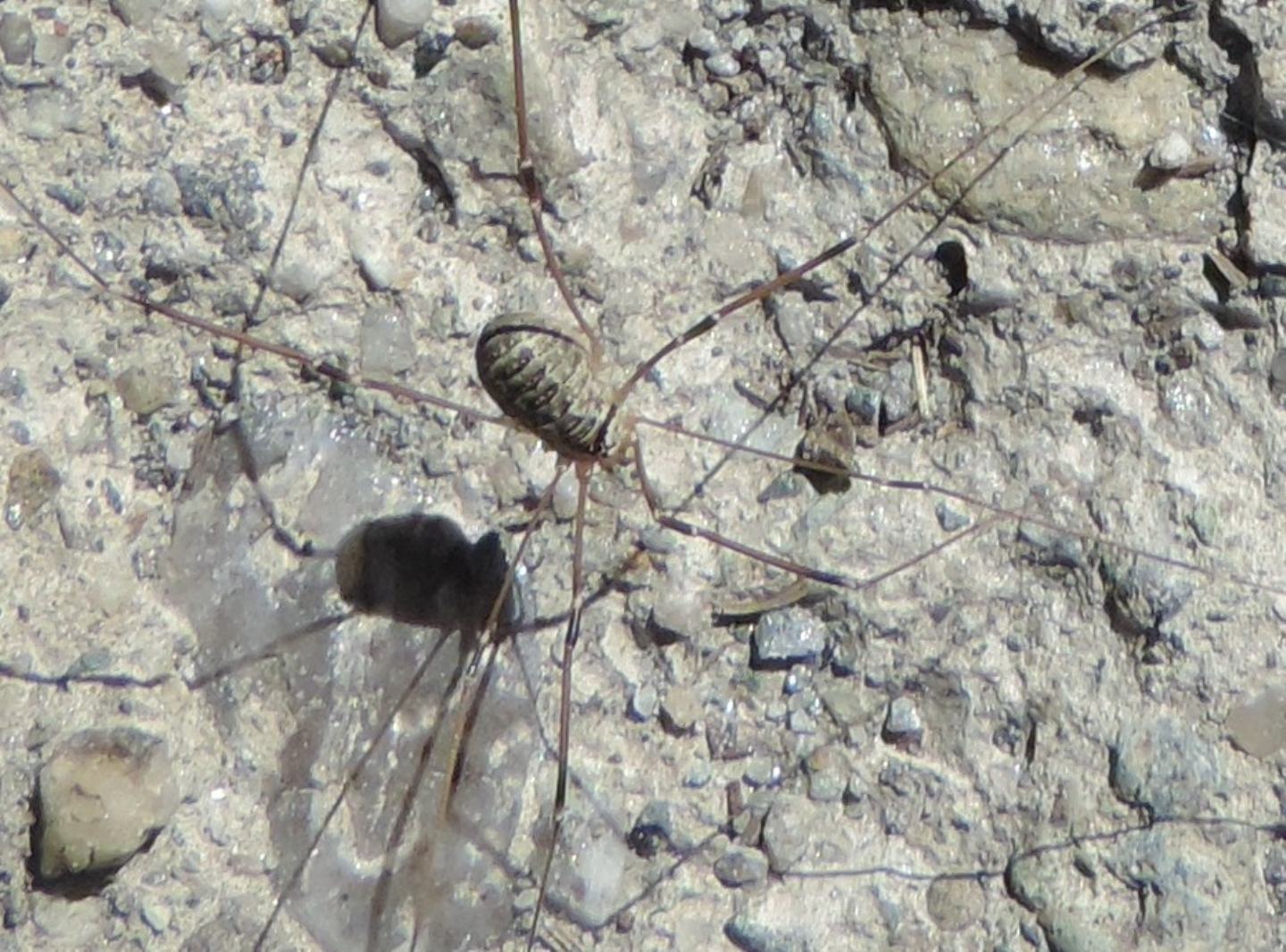 Leiobunum religiosum?