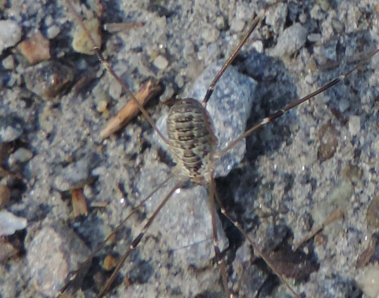 Leiobunum limbatum - Sclerosomatidae