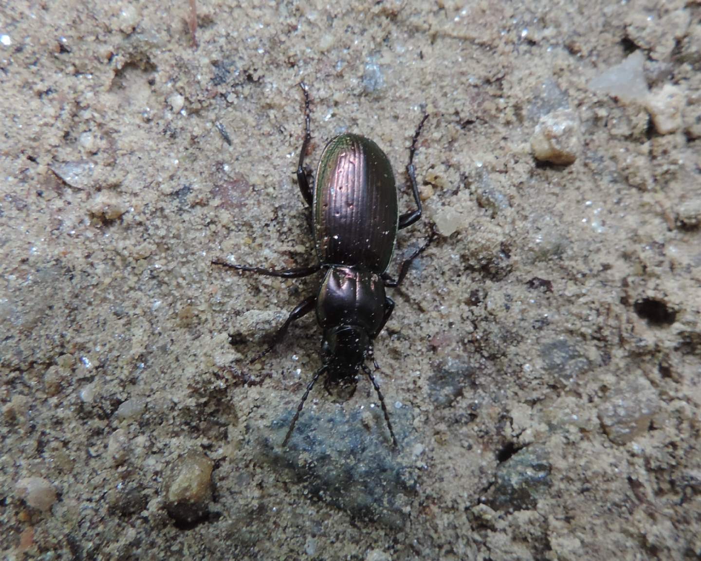 Pterostichus externepunctatus?