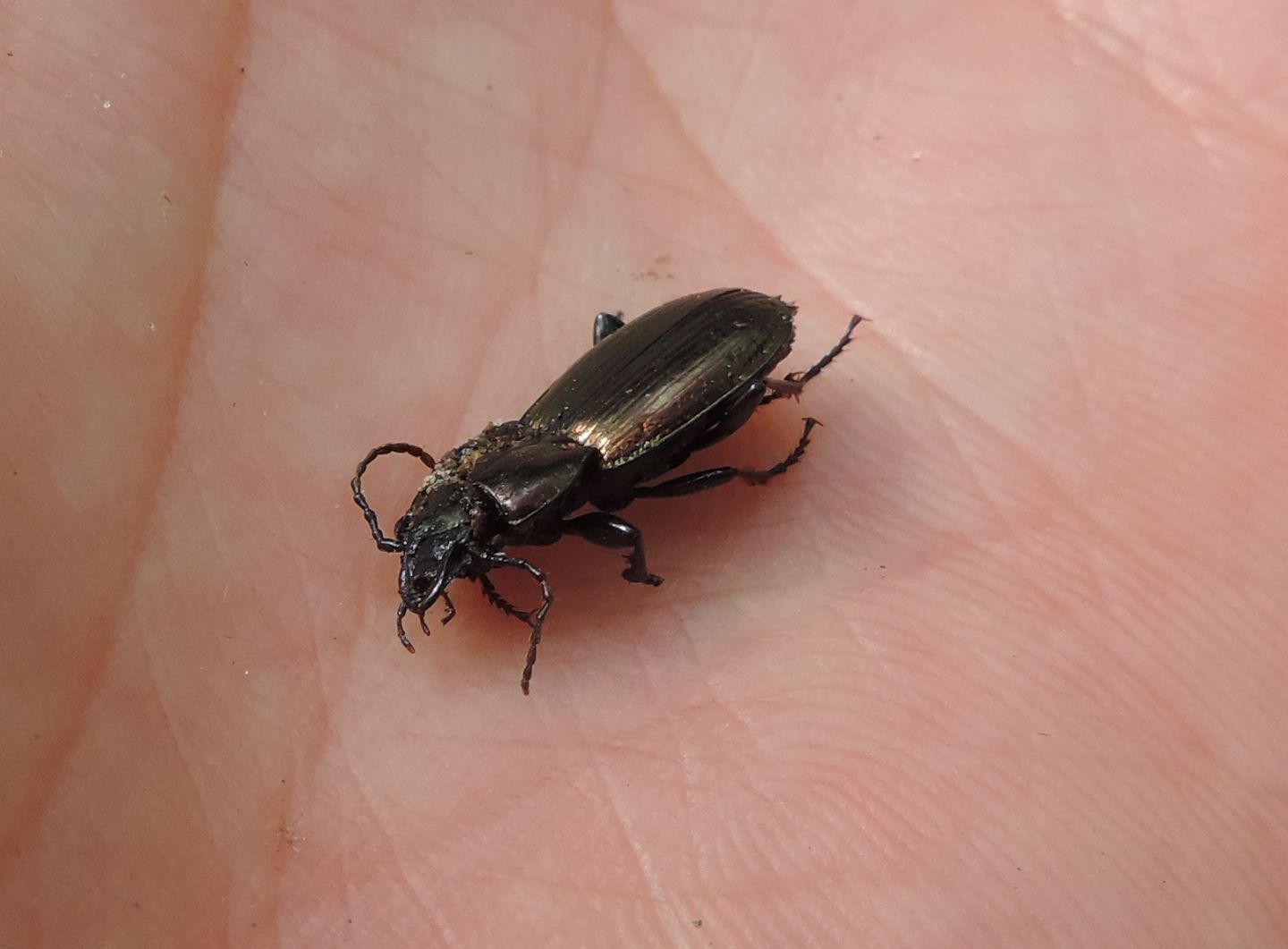 Pterostichus externepunctatus?