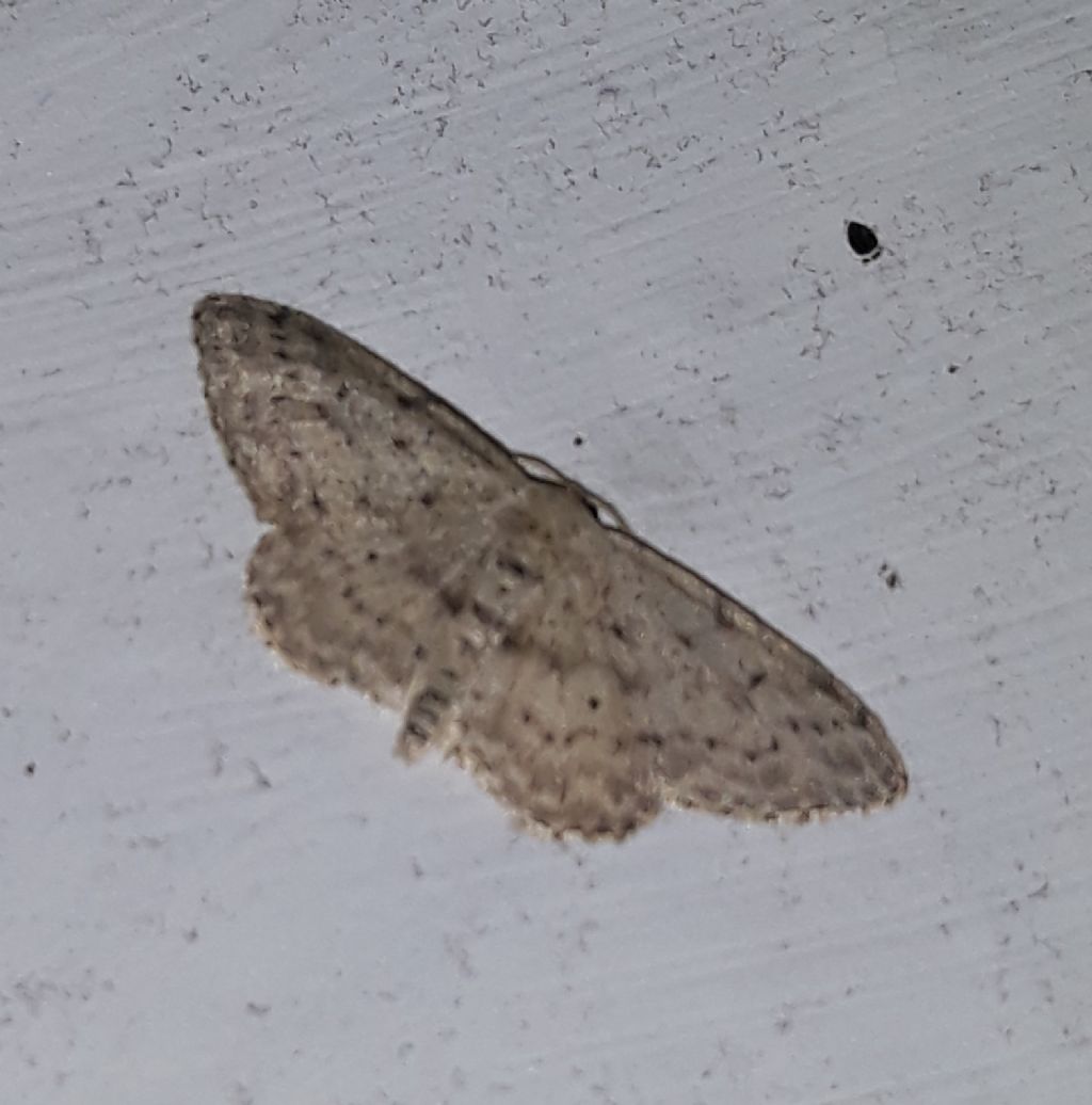 Idaea da Linosa da identificare