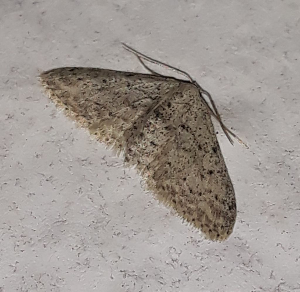 Idaea da Linosa da identificare