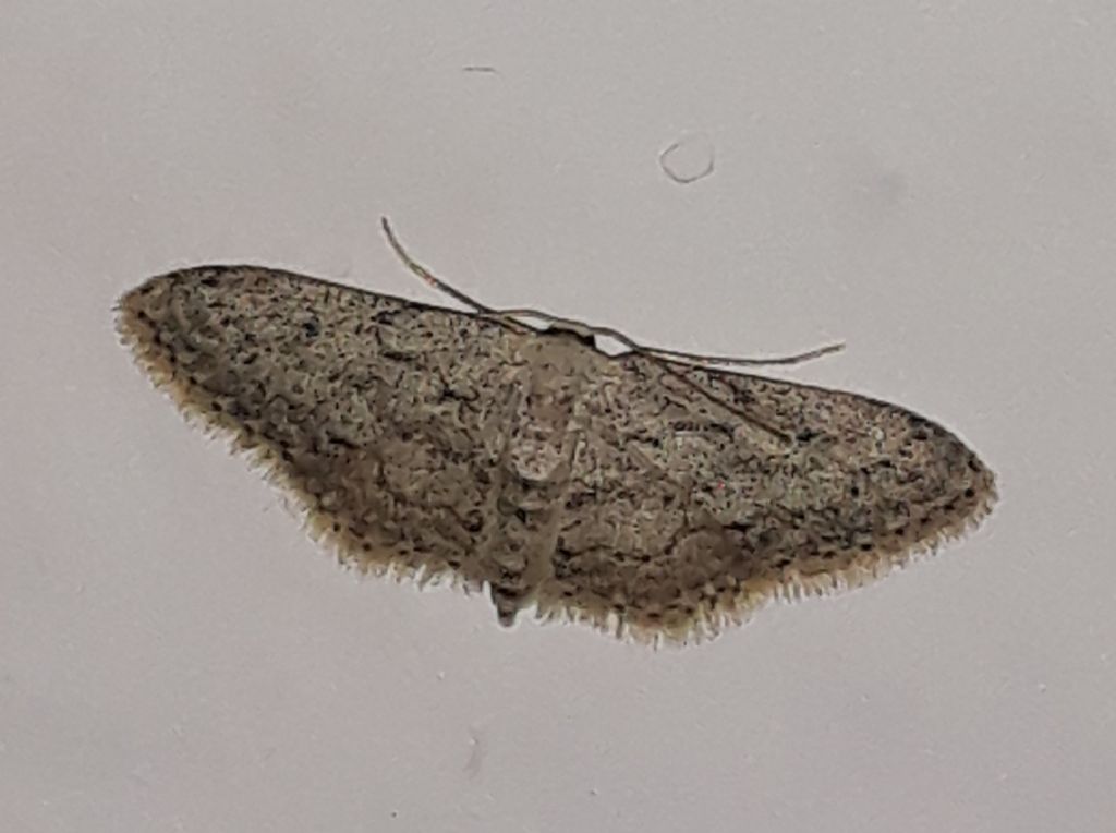 altra Idaea da Linosa?