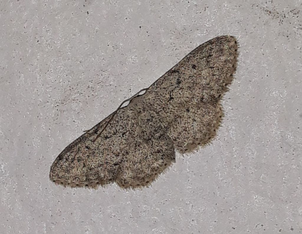 altra Idaea da Linosa?