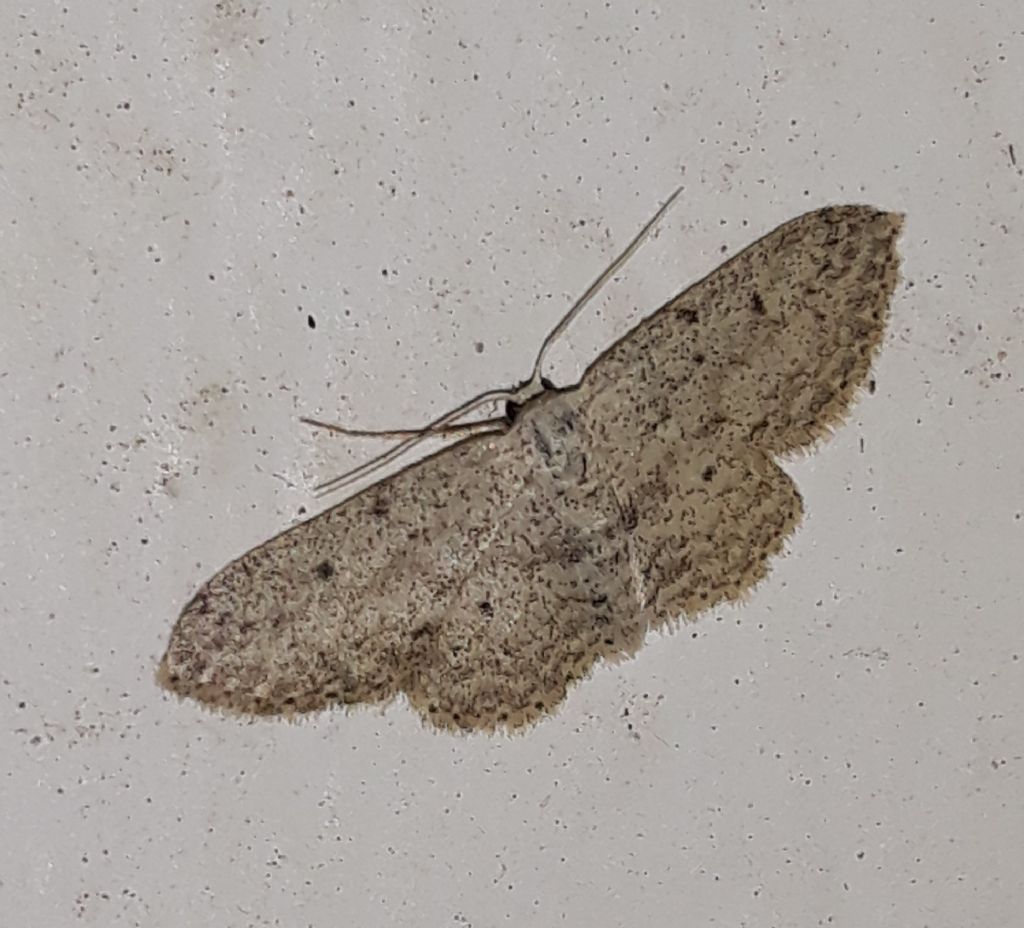 altra Idaea da Linosa?