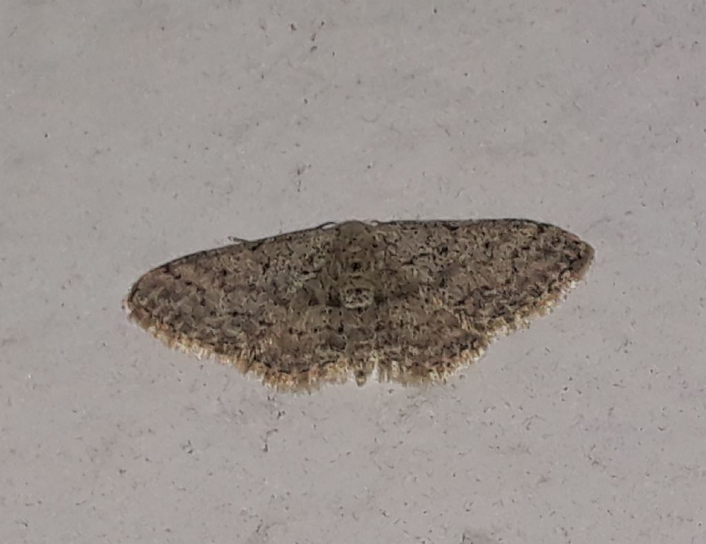 altra Idaea da Linosa?