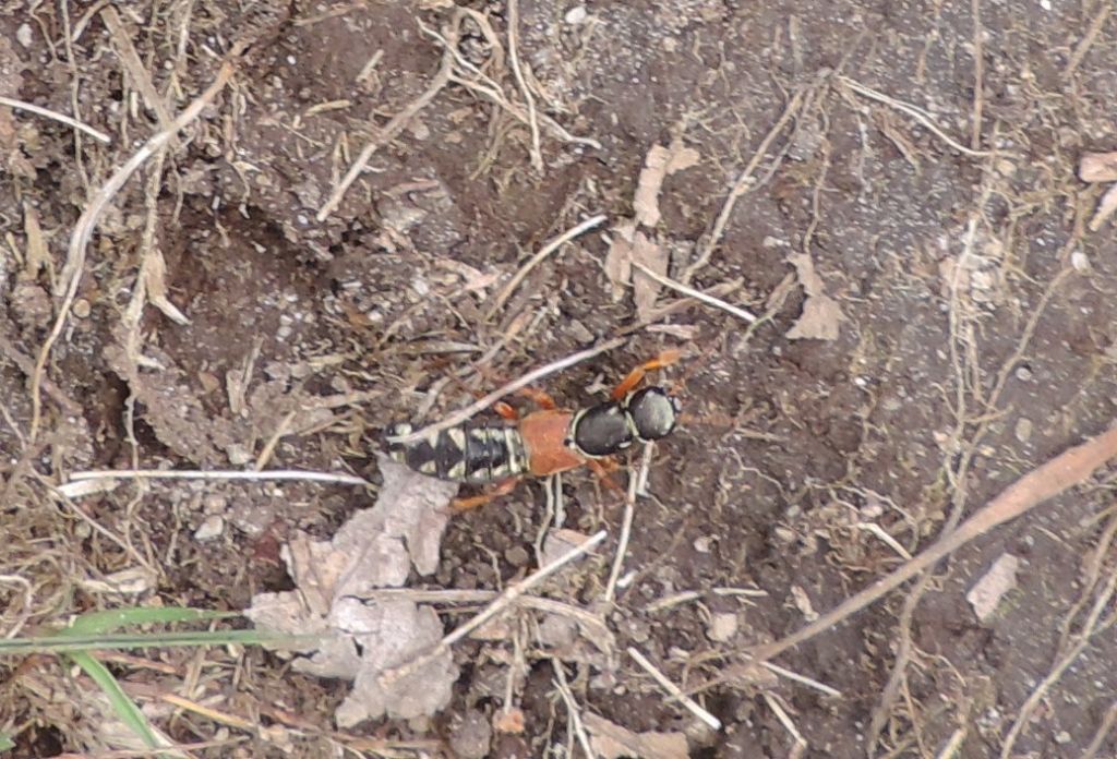 Staphylinus caesareus e S. erythropterus nello stesso habitat?