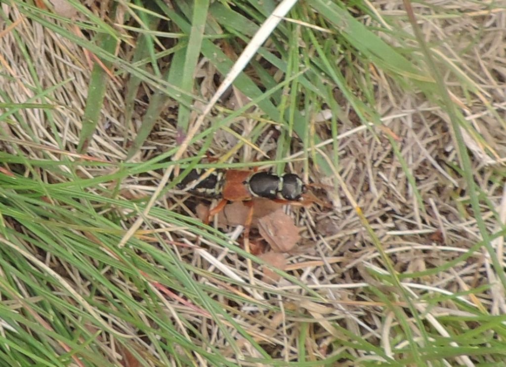 Staphylinus caesareus e S. erythropterus nello stesso habitat?