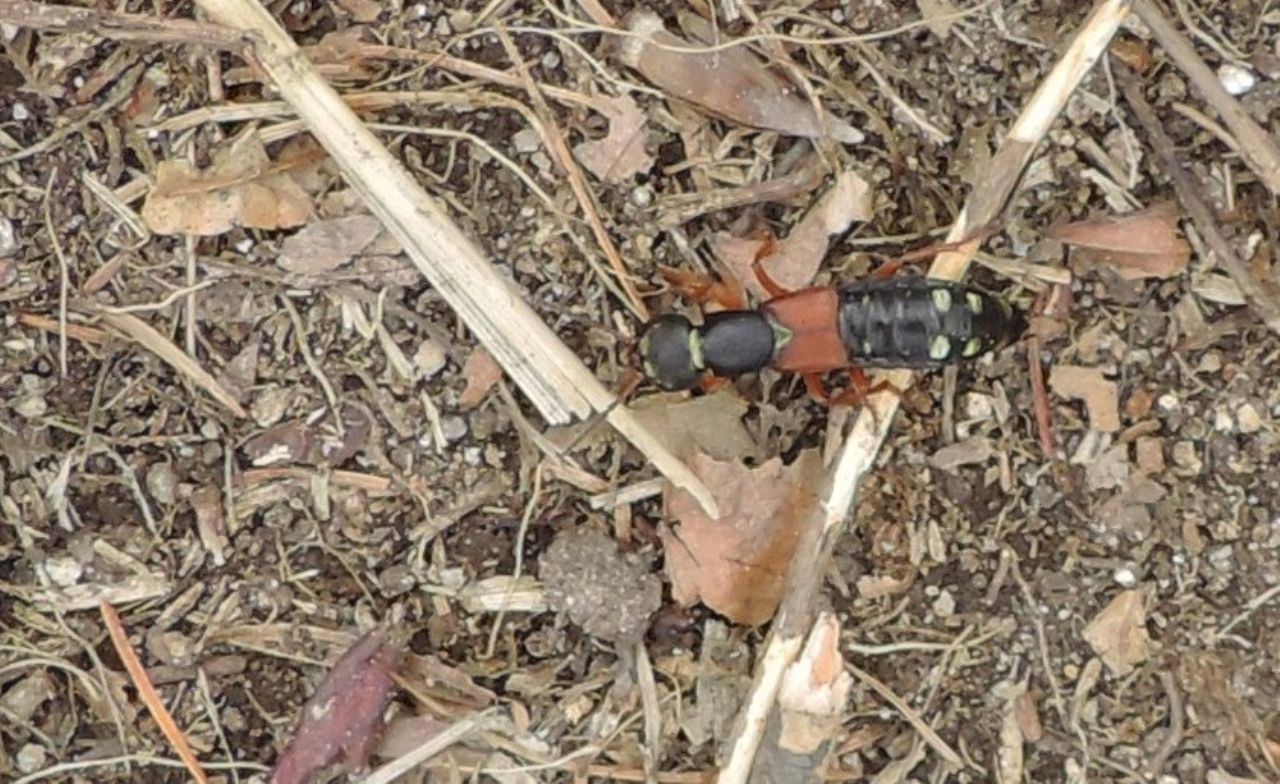 Staphylinus caesareus e S. erythropterus nello stesso habitat?