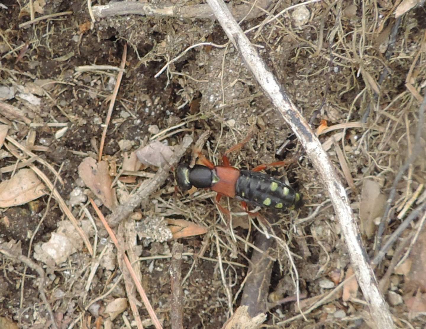 Staphylinus caesareus e S. erythropterus nello stesso habitat?