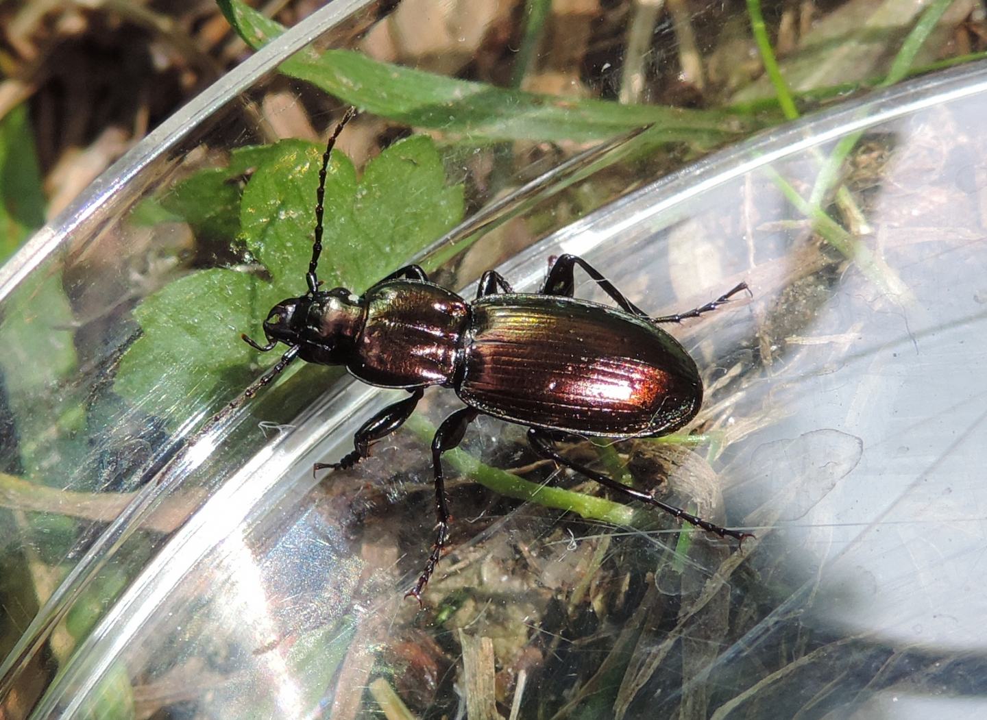 Pterostichus externepunctatus?