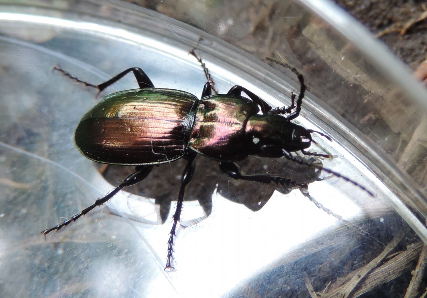 Pterostichus externepunctatus?