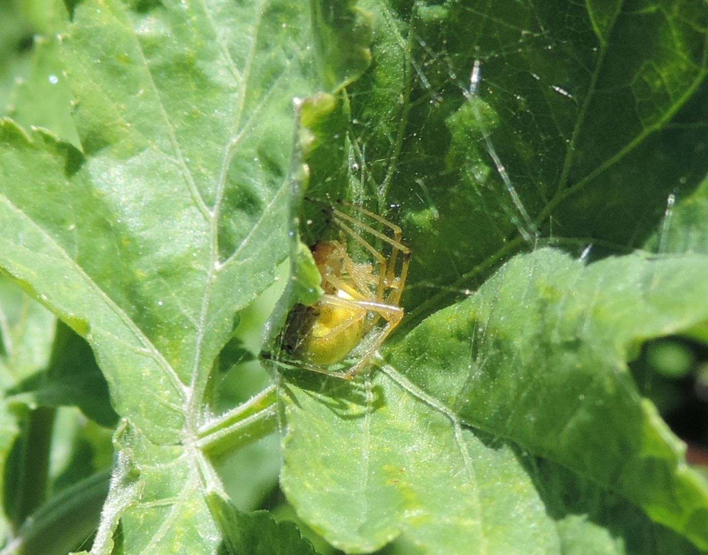 Enoplognatha cfr ovata