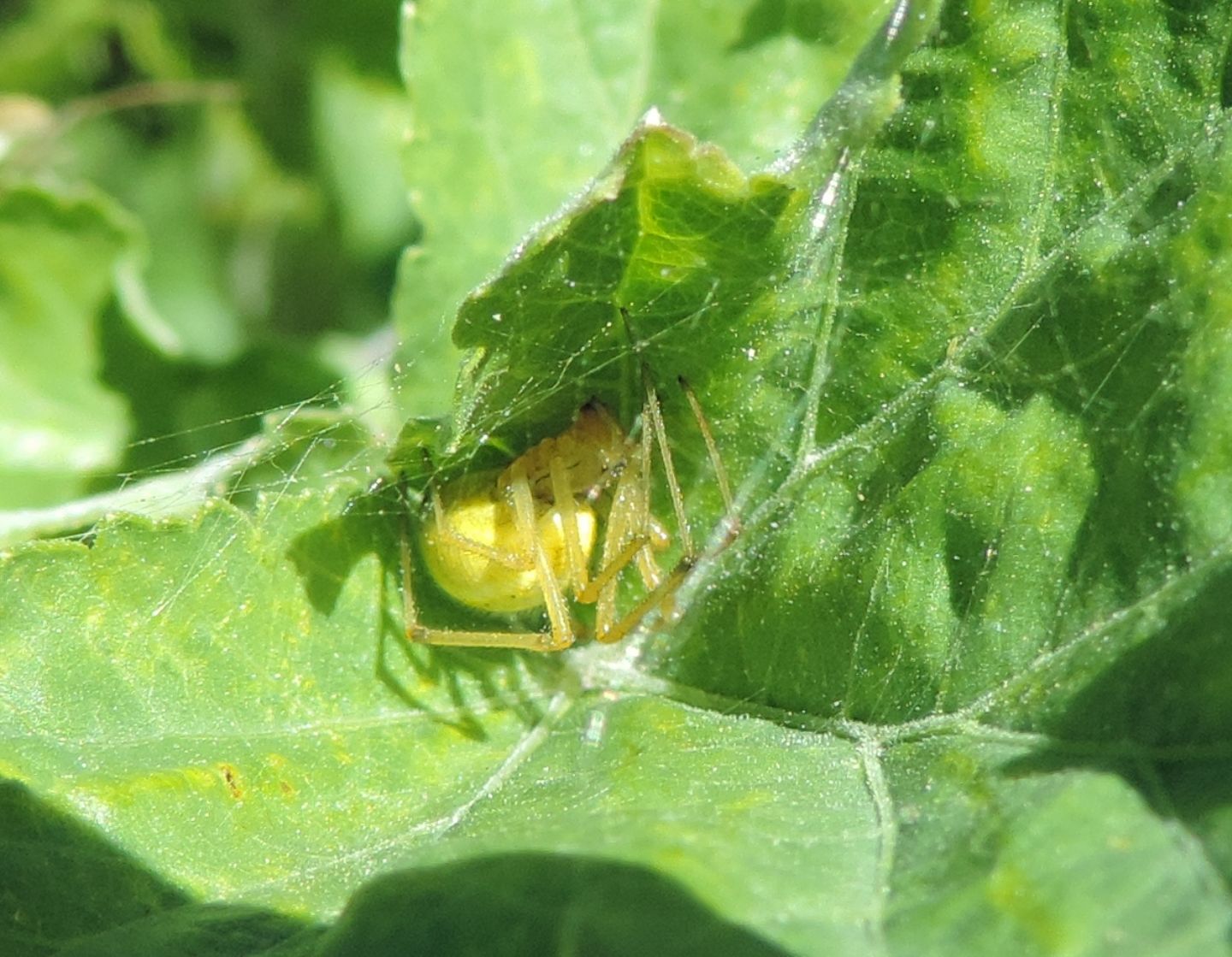 Enoplognatha cfr ovata
