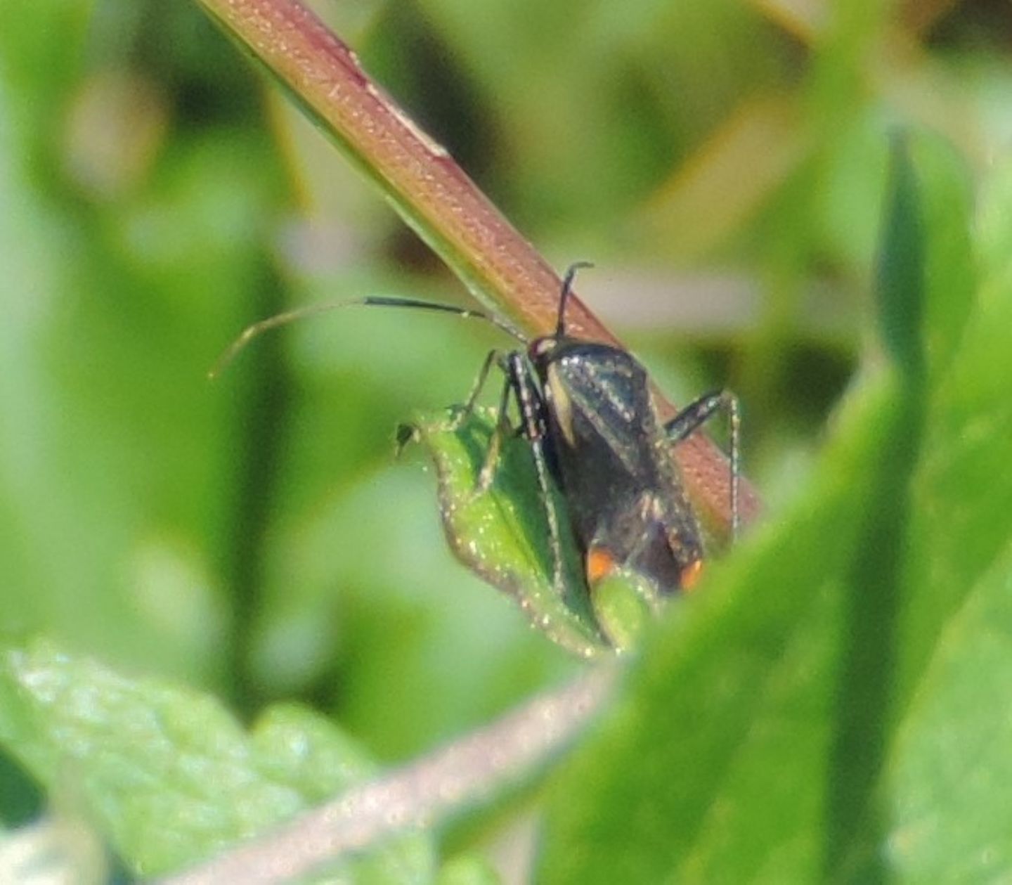 Calocoris nemoralis?