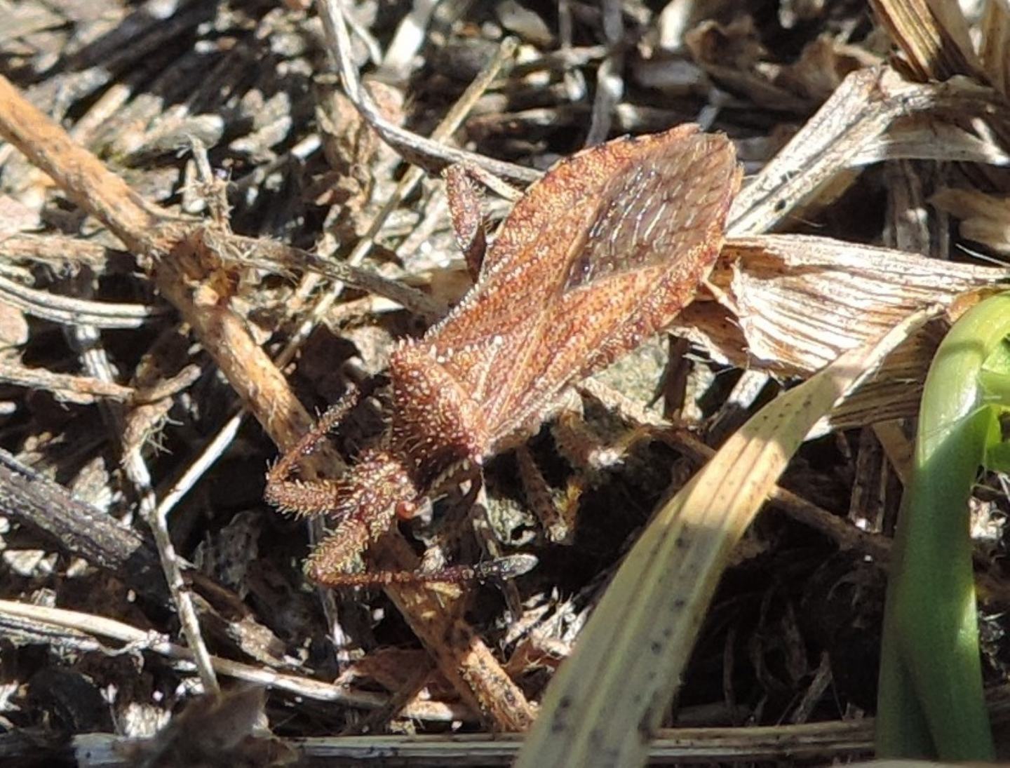 Coriomeris hirticornis?