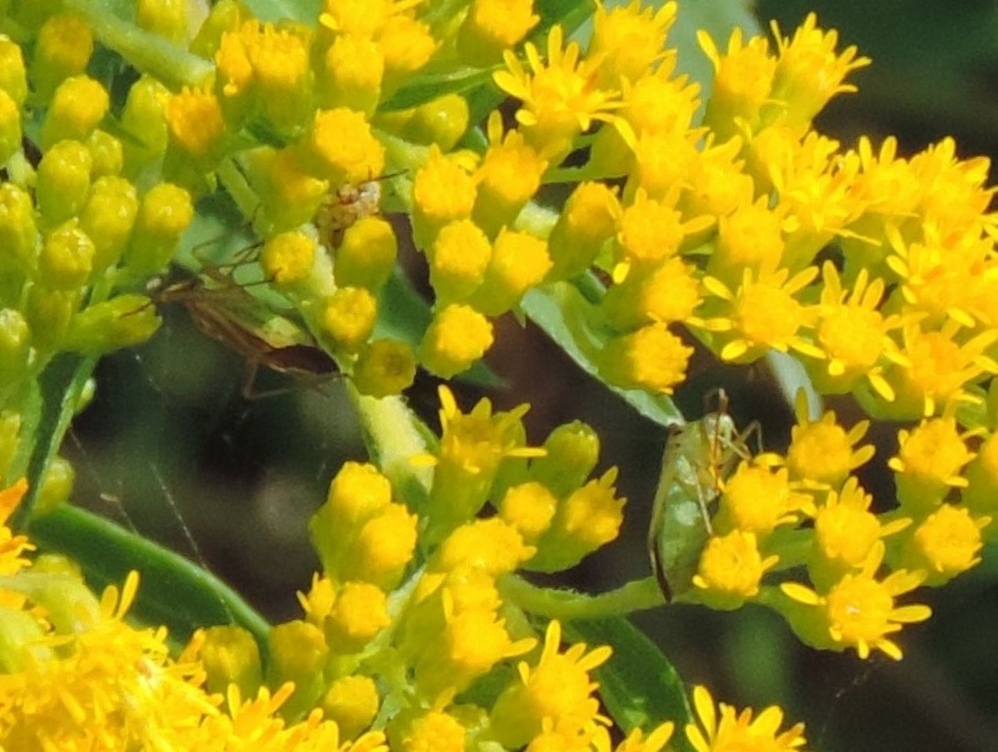 Miridae da identificare