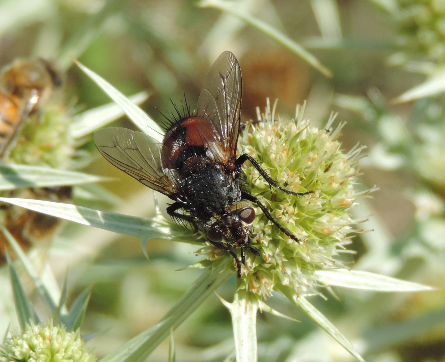 Cfr Peleteria sp.