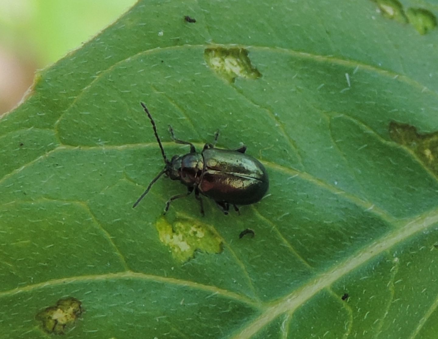 Chryomelidae: Altica oleracea? Altica sp.