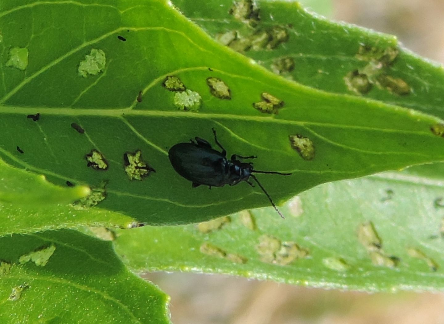 Chryomelidae: Altica oleracea? Altica sp.