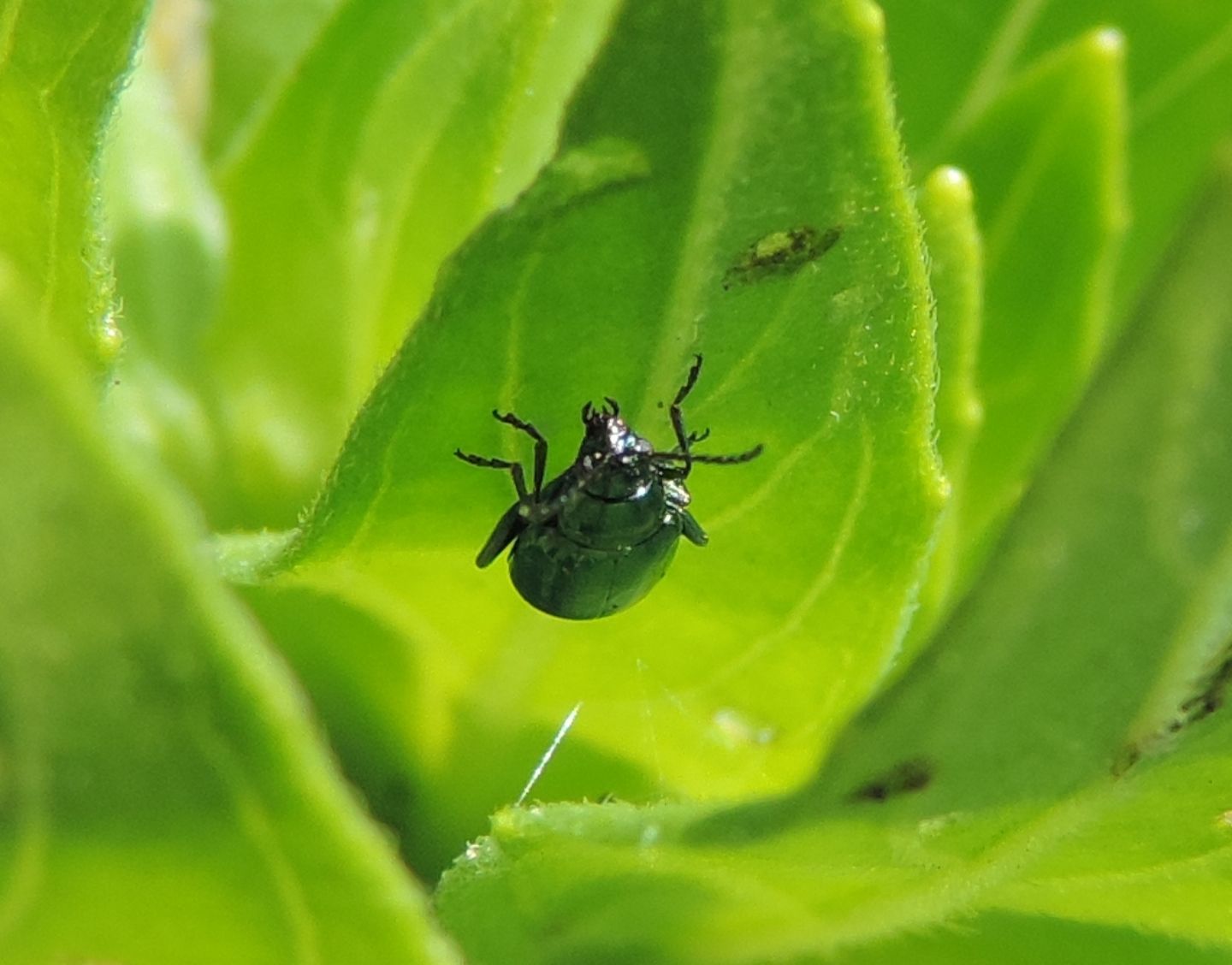 Chryomelidae: Altica oleracea? Altica sp.