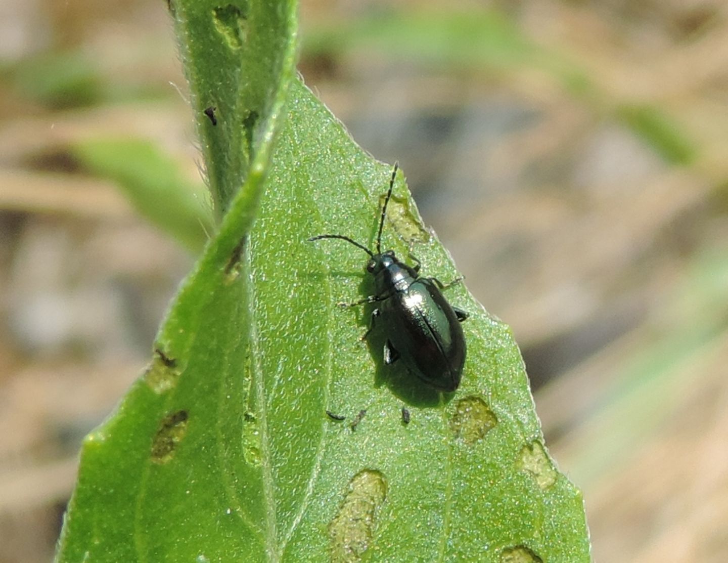 Chryomelidae: Altica oleracea? Altica sp.