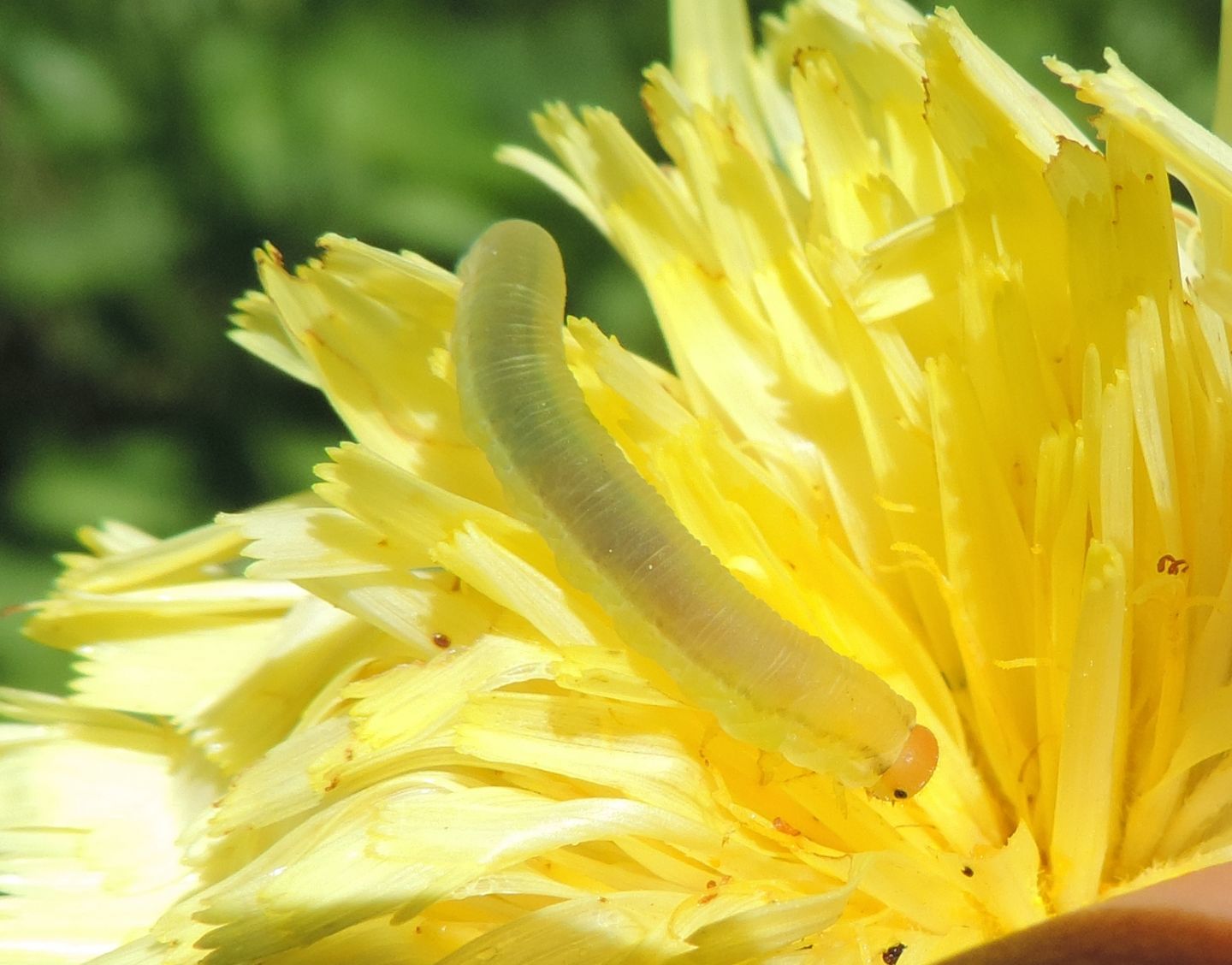 larva di Tenthredinidae?