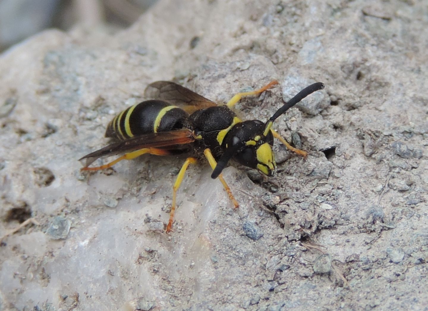 Vespidae Eumeninae: maschio di Ancistrocerus oviventris