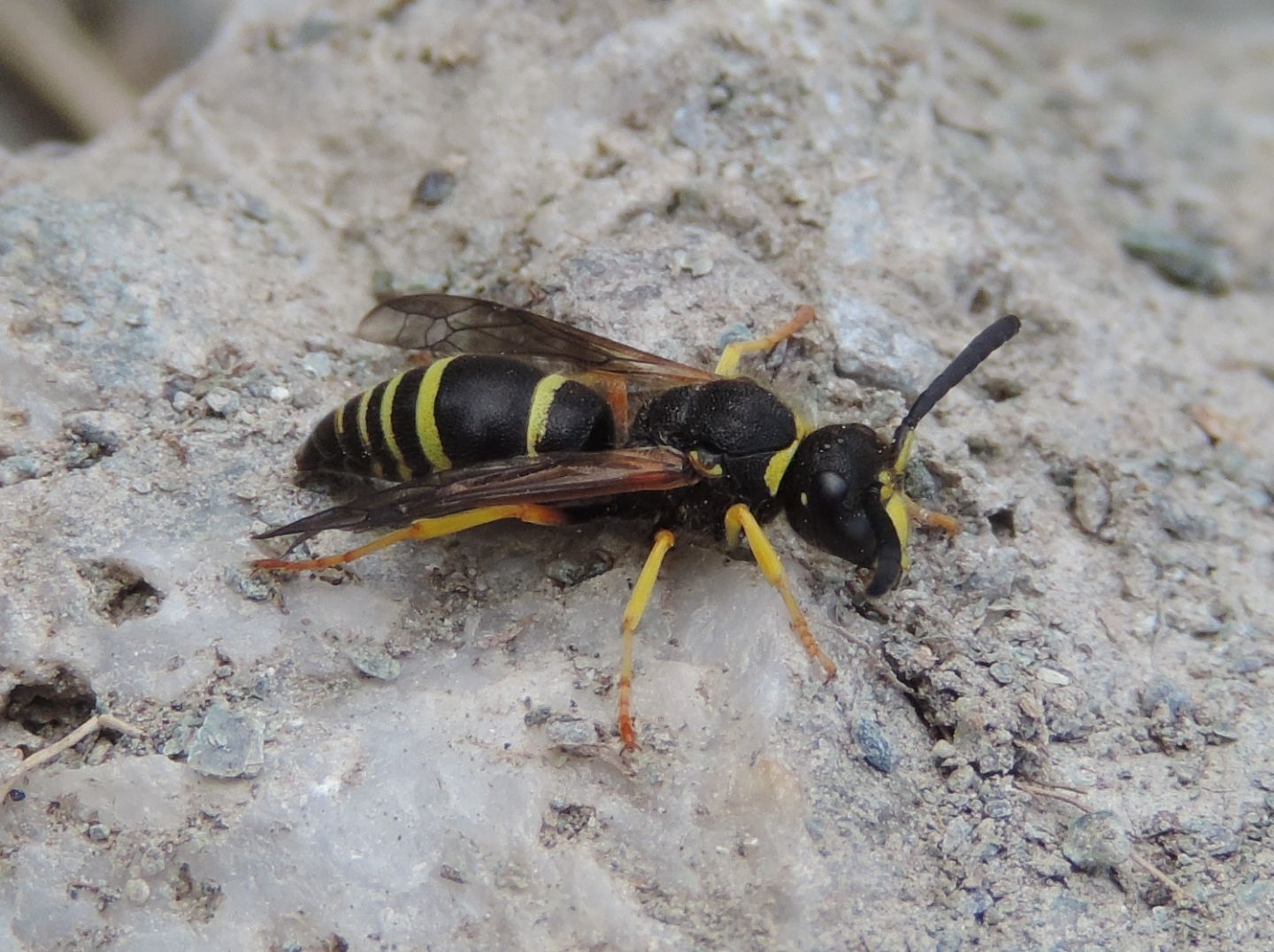 Vespidae Eumeninae: maschio di Ancistrocerus oviventris