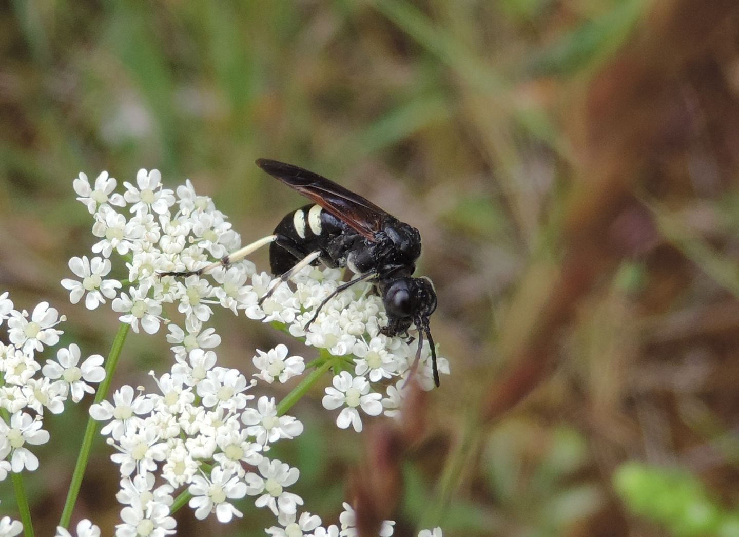 Tenthredo bifasciata?