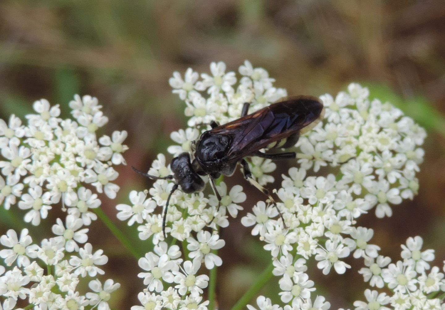 Tenthredo bifasciata?