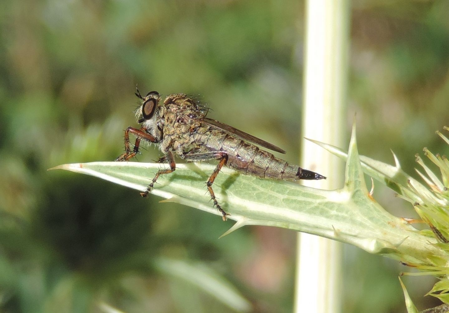 Tolmerus cingulatus?