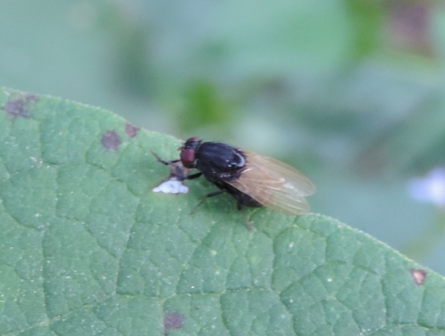 Minettia longipennis?