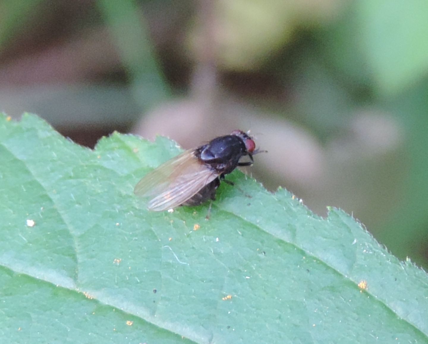 Minettia longipennis?