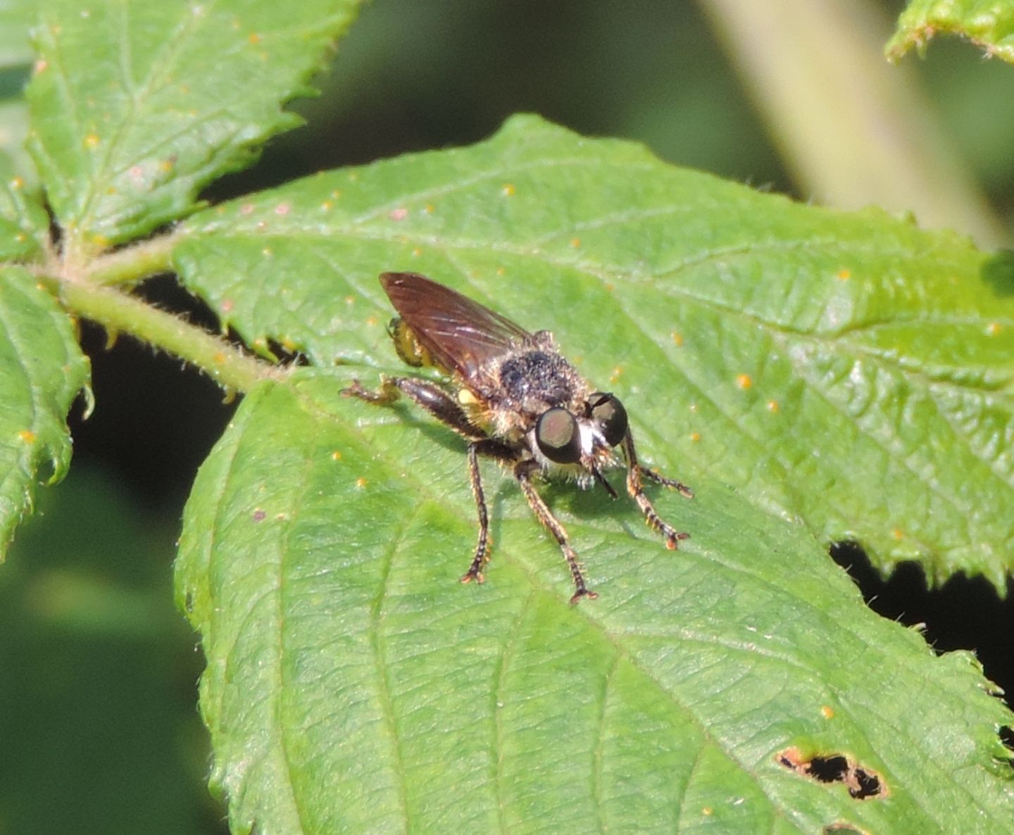 Choerades fimbriata?