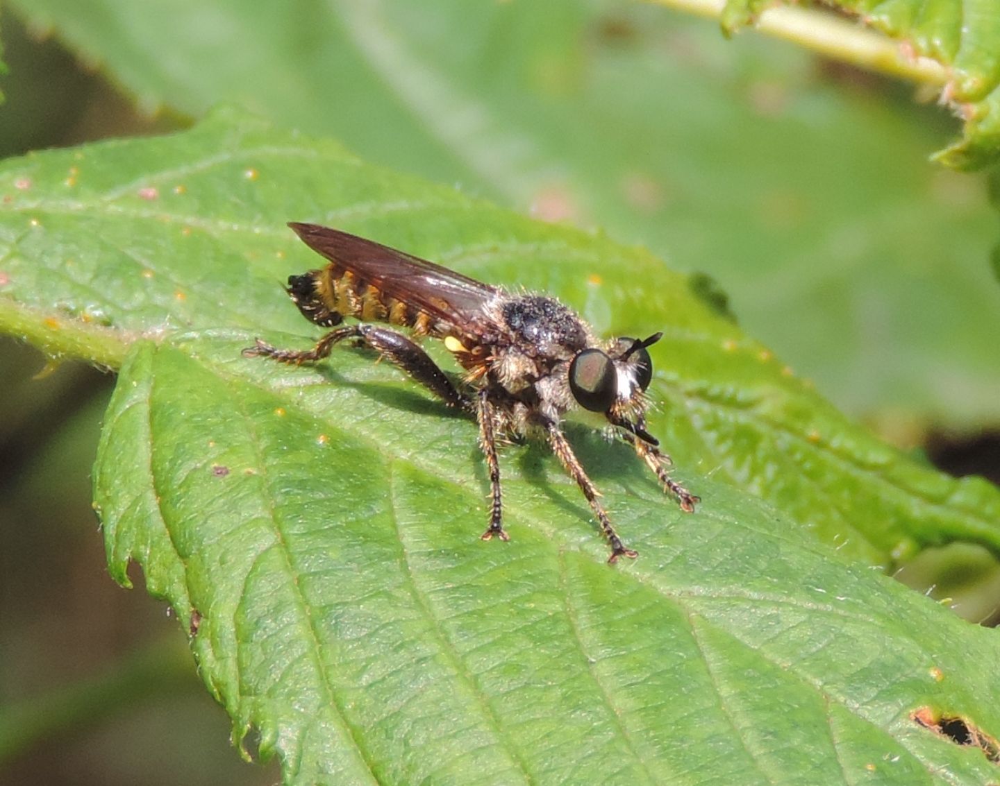 Choerades fimbriata?