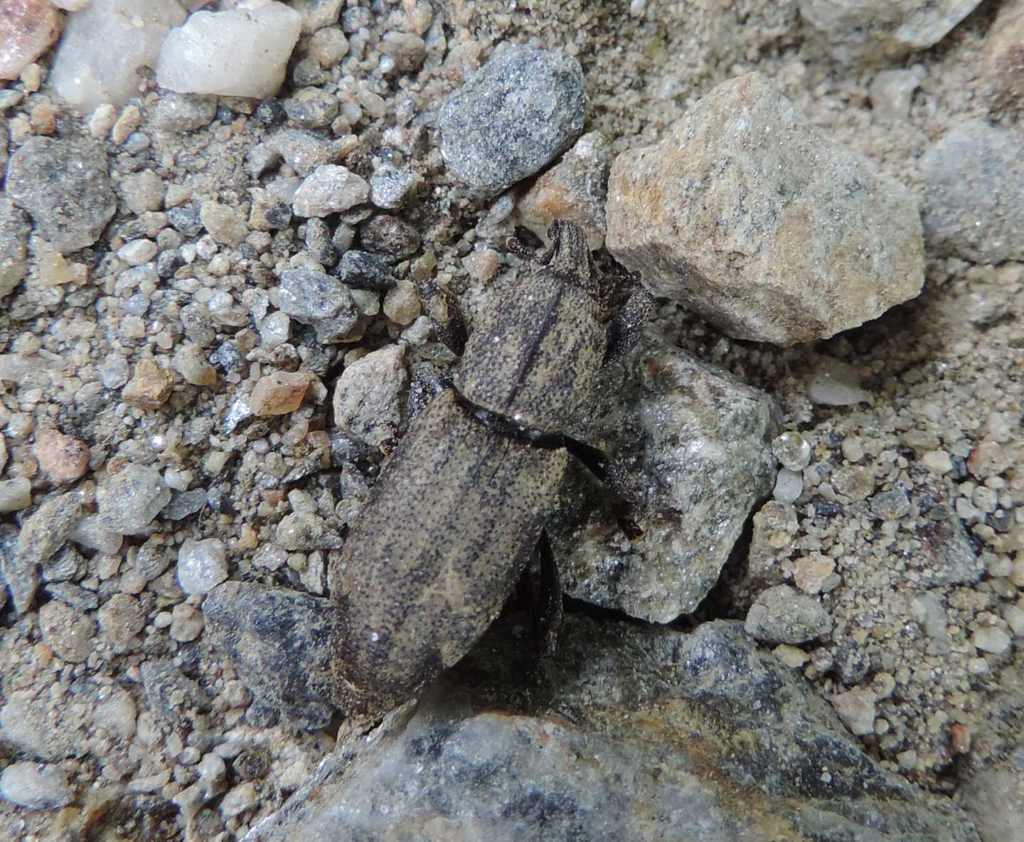 Curculionidae: Neoplinthus tigratus? S.