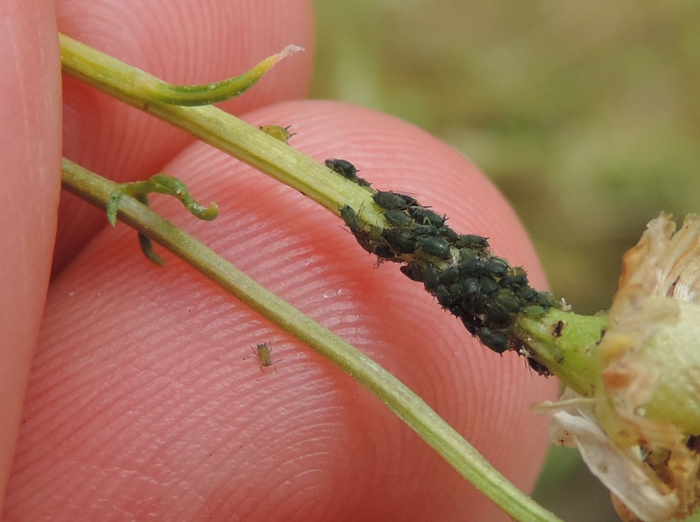 Aphis gr. fabae?