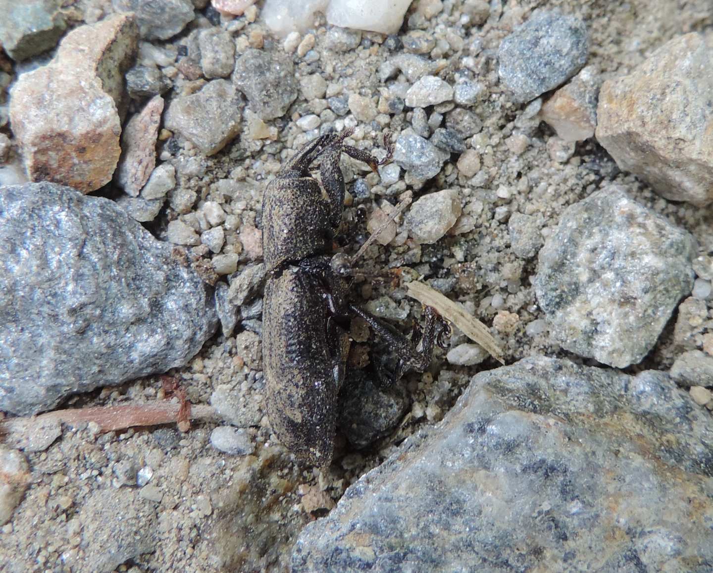 Curculionidae: Neoplinthus tigratus? S.