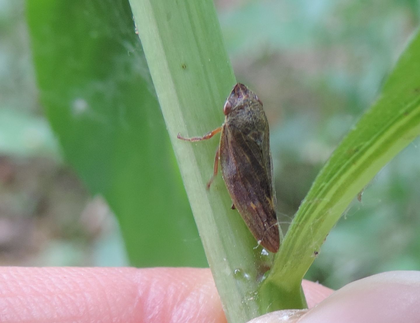 Aprophora salicina?