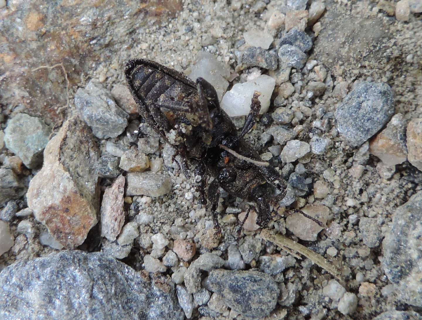 Curculionidae: Neoplinthus tigratus? S.