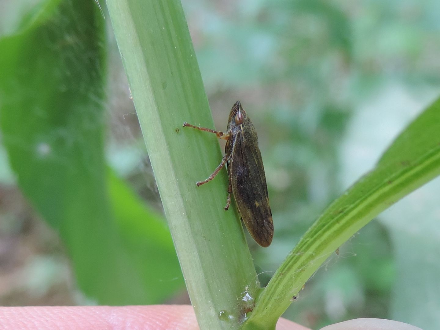 Aprophora salicina?