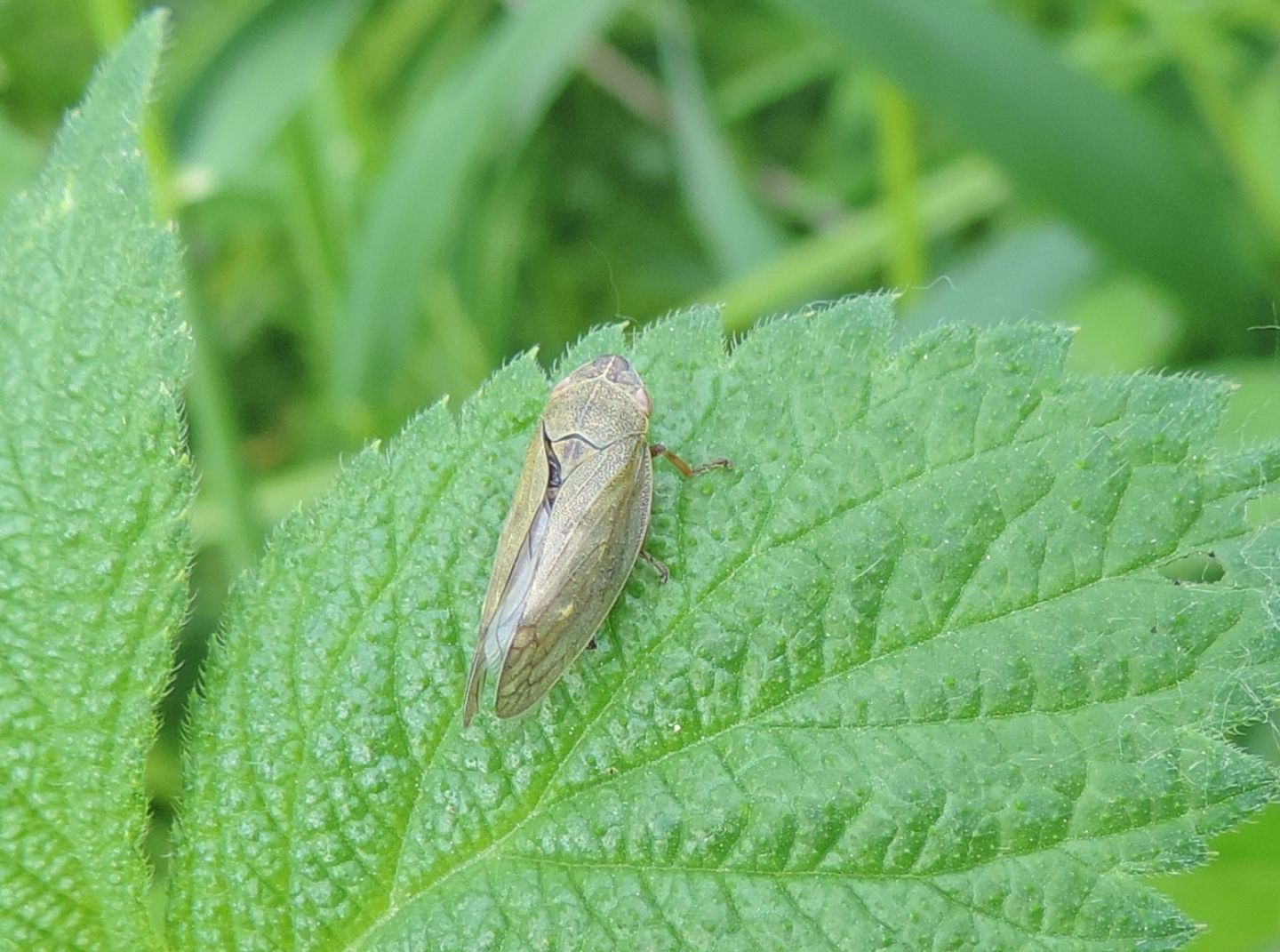 Aprophora salicina?