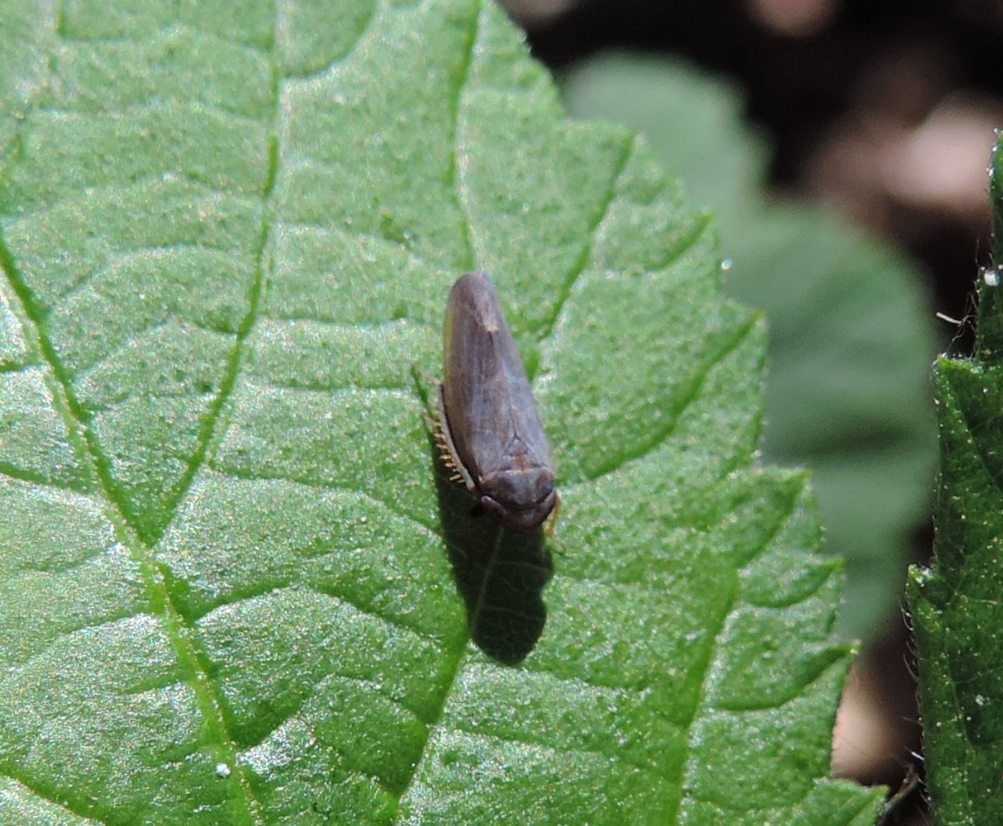 Cicadellidae da identificare